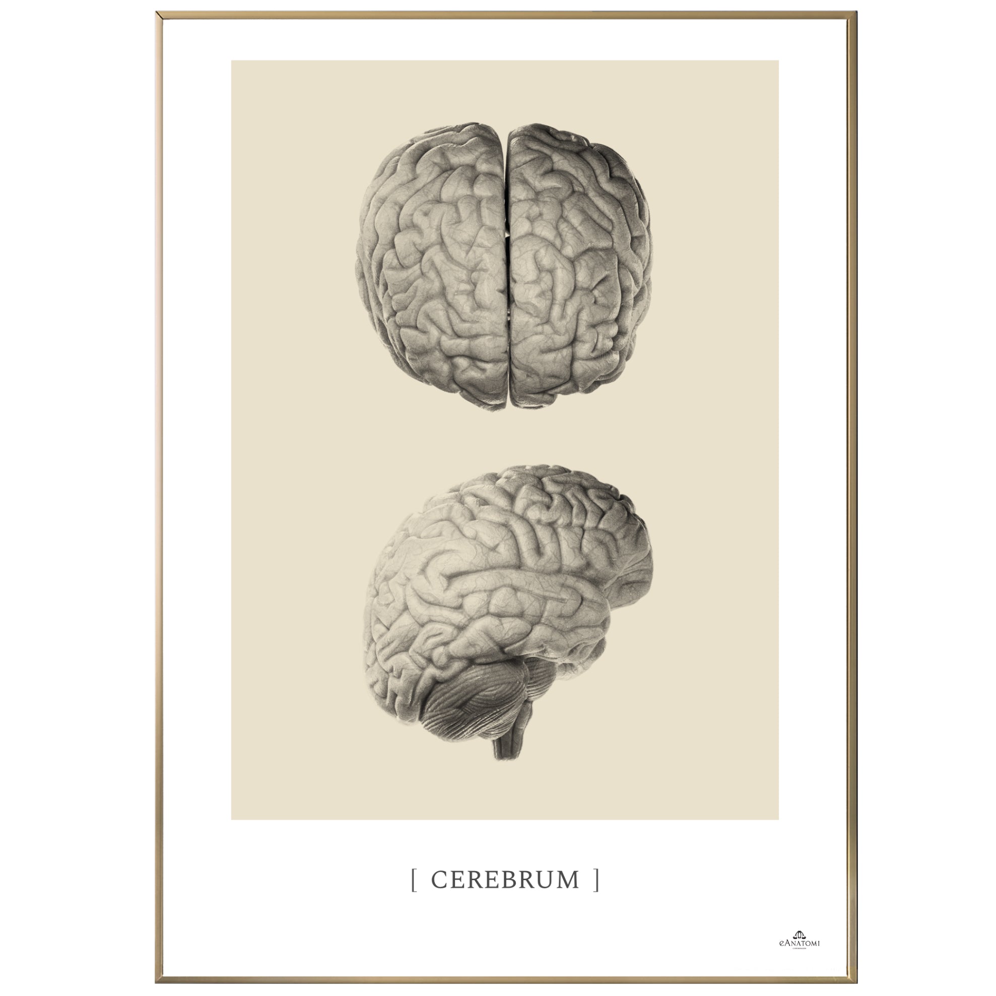 Anatomisk kunstplakat, cerebrum © eAnatomi