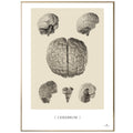 Anatomisk kunstplakat, cerebrum II © eAnatomi