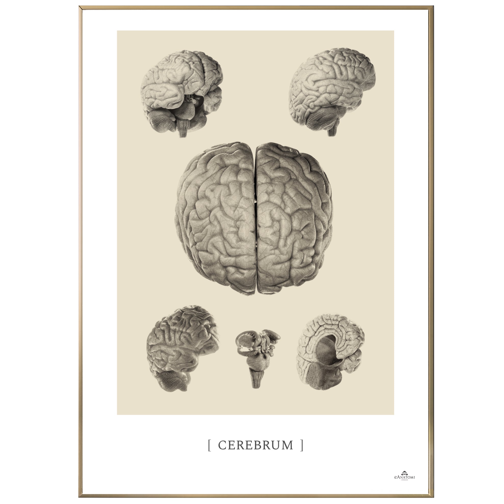 Anatomisk kunstplakat, cerebrum II © eAnatomi