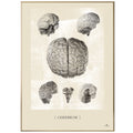 Anatomisk kunstplakat, cerebrum II white chalk © eAnatomi