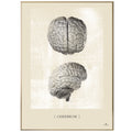 Anatomisk kunstplakat, cerebrum white chalk © eAnatomi