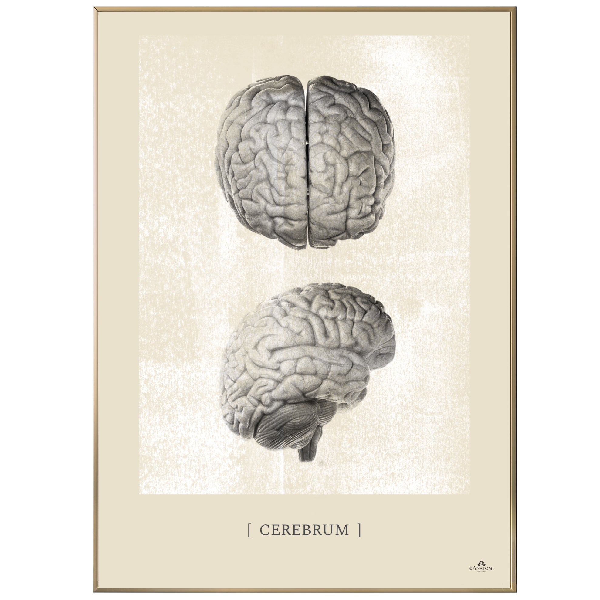 Anatomisk kunstplakat, cerebrum white chalk © eAnatomi