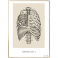Anatomisk kunstplakat Diaphragma - eAnatomi