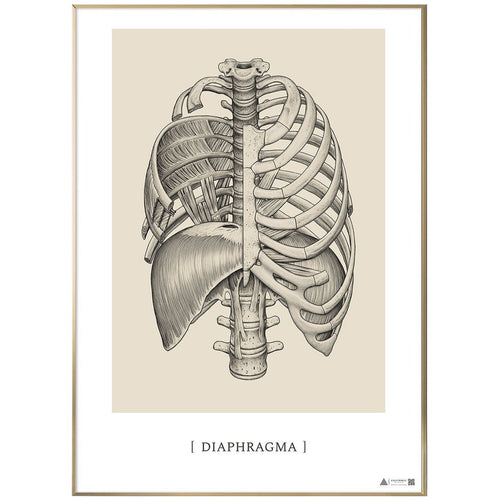 Anatomisk kunstplakat Diaphragma - eAnatomi