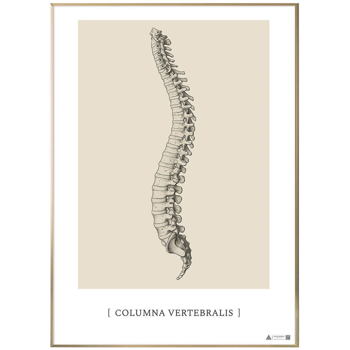 Anatomisk kunstplakat Columna Vertebralis - eAnatomi