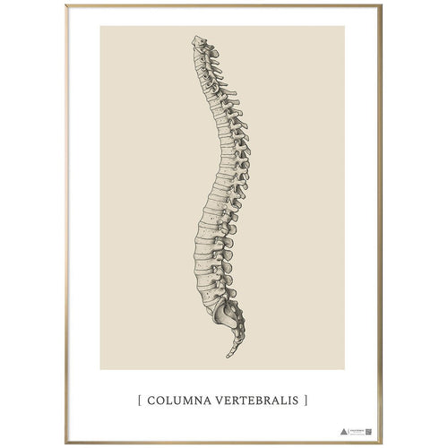 Anatomisk kunstplakat Columna Vertebralis - eAnatomi