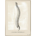 Anatomisk kunstplakat Columna Vertebralis White chalk - eAnatomi