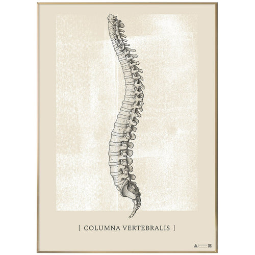 Anatomisk kunstplakat Columna Vertebralis White chalk - eAnatomi