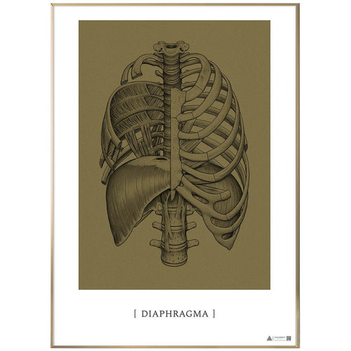 Anatomisk kunstplakat Diaphragm gold grain - eAnatomi