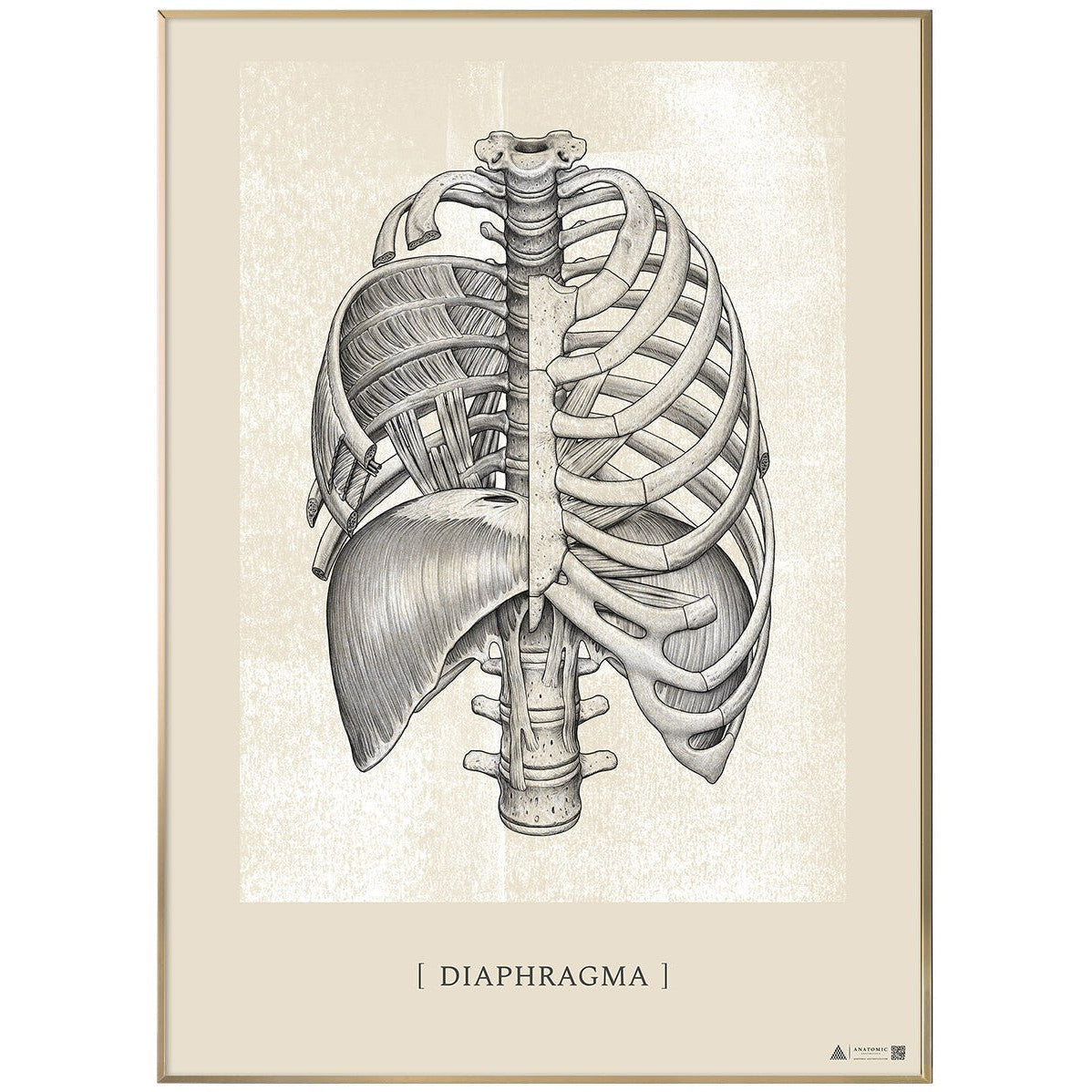 Diaphragm White Chalk - Art Poster © eAnatomy – eAnatomi