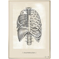 Anatomisk kunstplakat Diaphragm White chalk - eAnatomi
