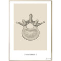 Anatomisk kunstplakat Vertebrae - eAnatomi