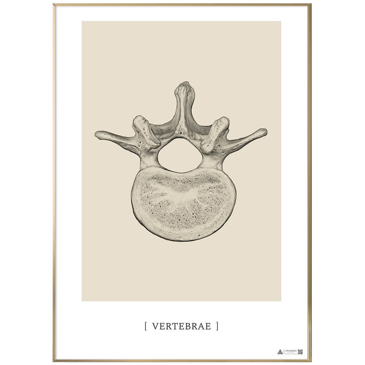 Anatomisk kunstplakat Vertebrae - eAnatomi