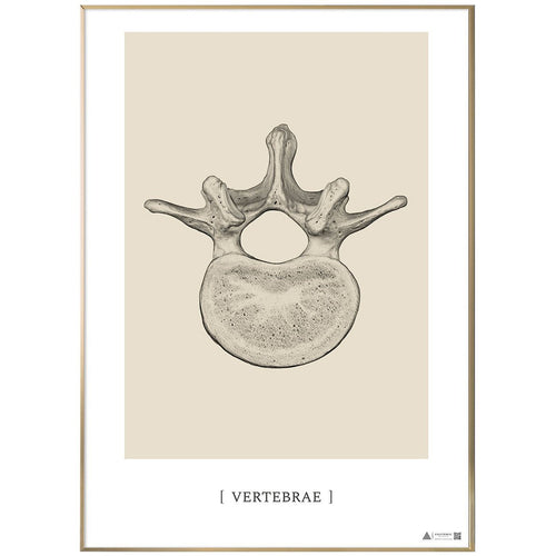 Anatomisk kunstplakat Vertebrae - eAnatomi