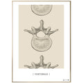 Anatomisk kunstplakat Vertebrae II - eAnatomi