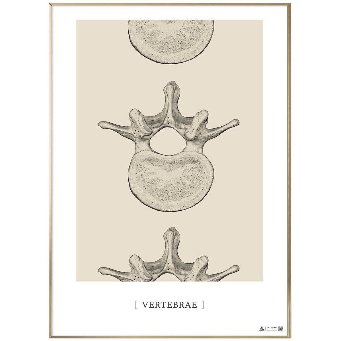 Anatomisk kunstplakat Vertebrae II - eAnatomi