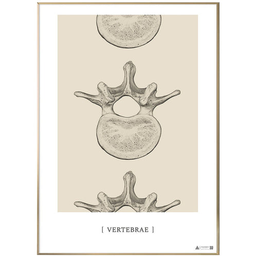Anatomisk kunstplakat Vertebrae II - eAnatomi