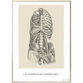 Anatomisk kunstplakat Iliopsoas & Diaphragma - eAnatomi