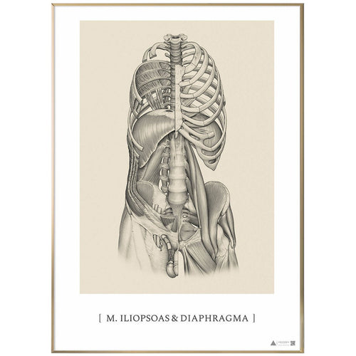 Anatomisk kunstplakat Iliopsoas & Diaphragma - eAnatomi