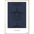 Anatomisk kunstplakat Vertebrae II blue grain - eAnatomi