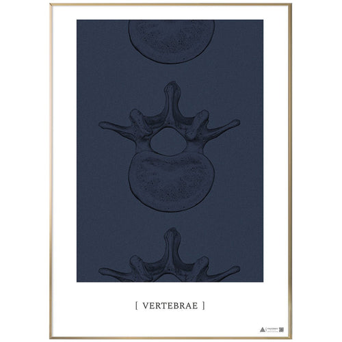 Anatomisk kunstplakat Vertebrae II blue grain - eAnatomi