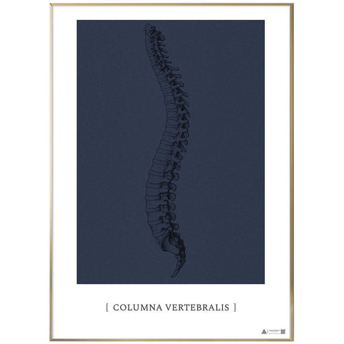 Anatomisk kunstplakat Columna Vertebralis blue grain - eAnatomi