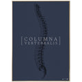 Anatomisk kunstplakat Columna Vertebralis full blue grain - eAnatomi