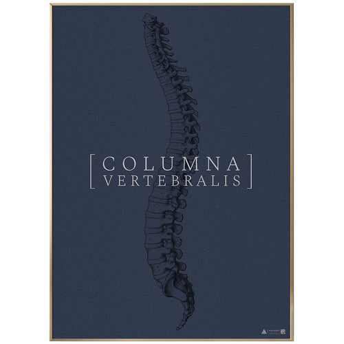 Anatomisk kunstplakat Columna Vertebralis full blue grain - eAnatomi