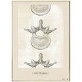 Anatomisk kunstplakat Vertebrae II White chalk - eAnatomi