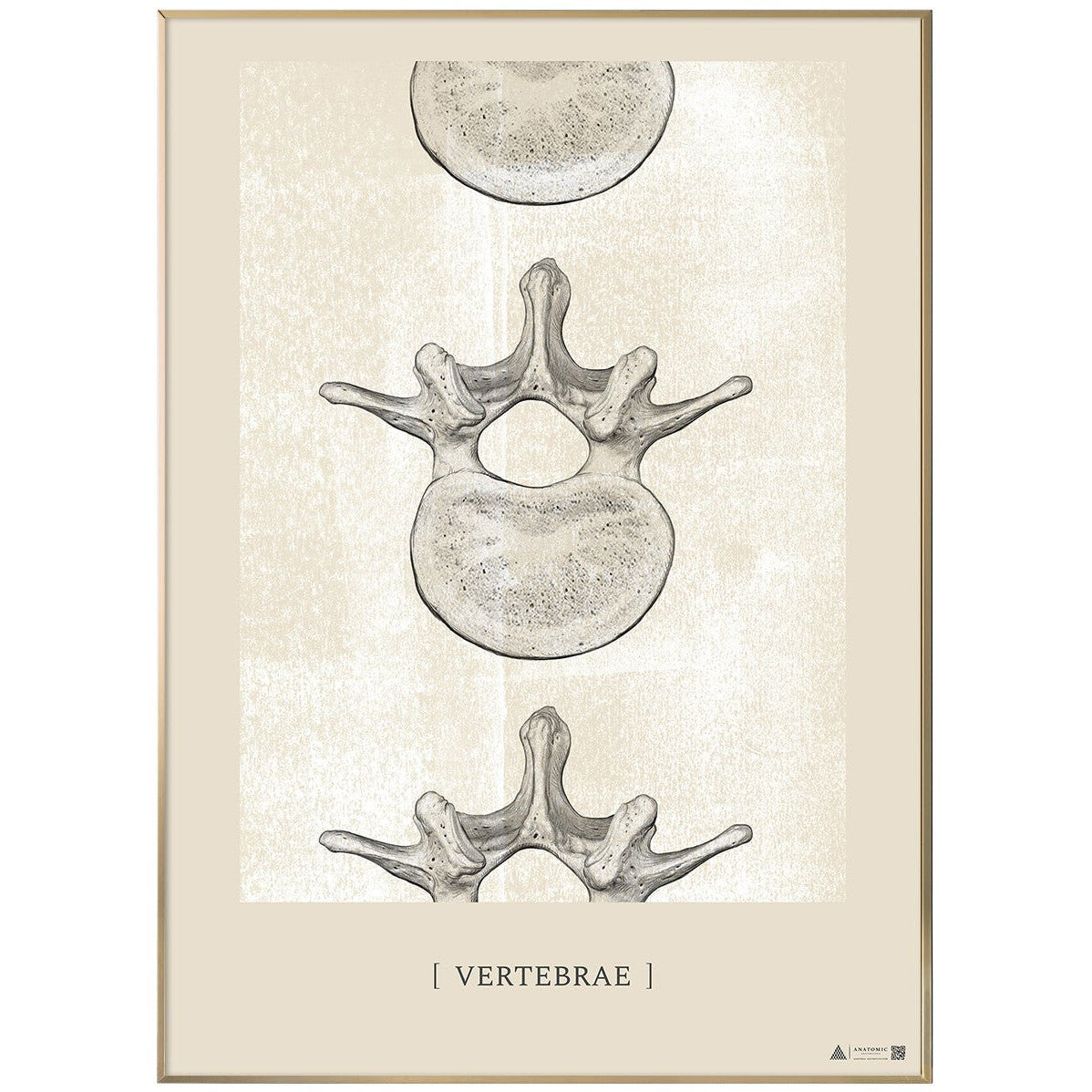 Anatomisk kunstplakat Vertebrae II White chalk - eAnatomi