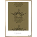 Anatomisk kunstplakat Vertebrae II gold grain - eAnatomi