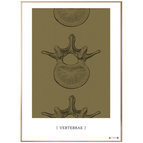 Anatomisk kunstplakat Vertebrae II gold grain - eAnatomi