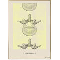 Anatomisk kunstplakat Vertebrae II yellow chalk - eAnatomi