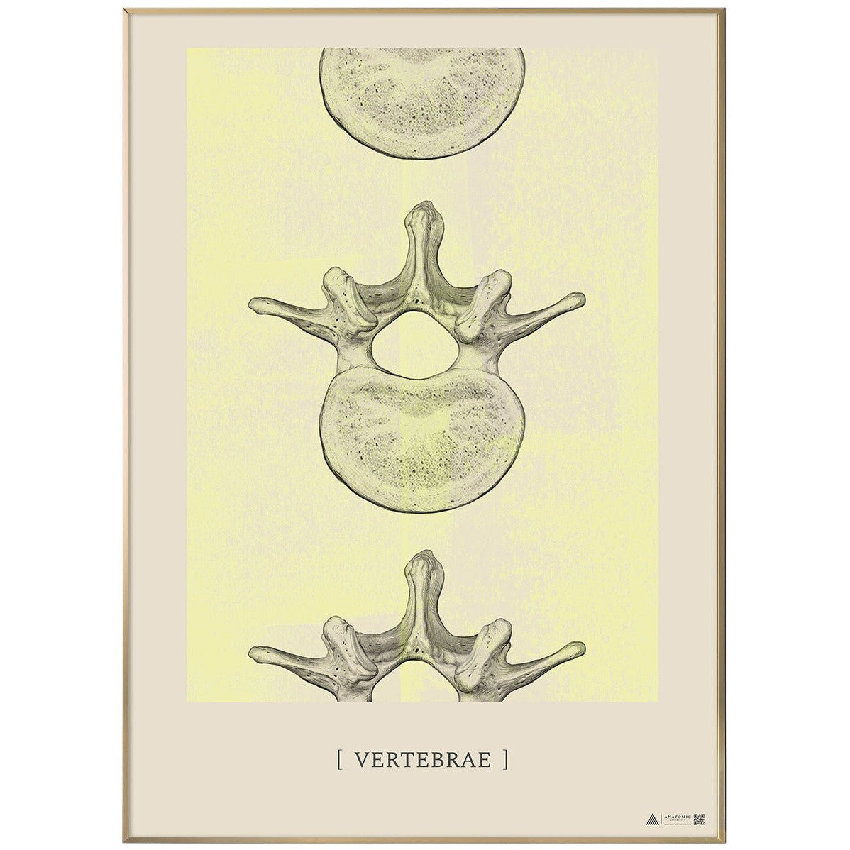 Anatomisk kunstplakat Vertebrae II yellow chalk - eAnatomi