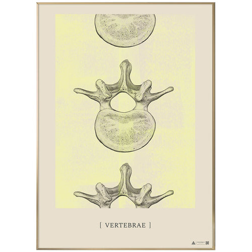 Anatomisk kunstplakat Vertebrae II yellow chalk - eAnatomi