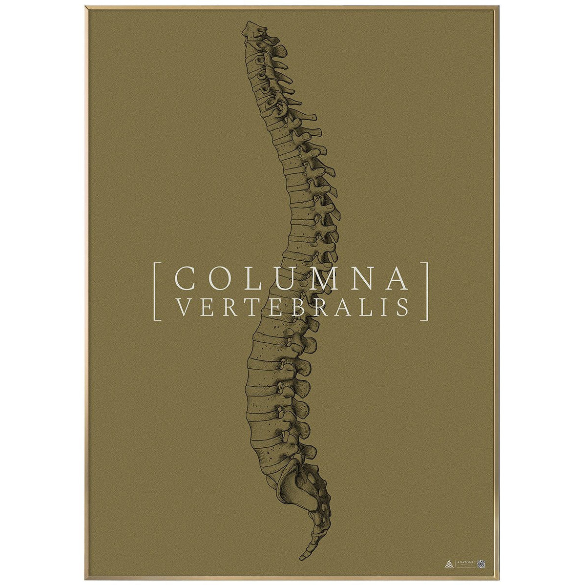 Anatomisk kunstplakat Columna Vertebralis full gold grain - eAnatomi