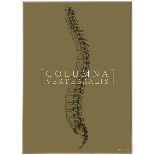 Anatomisk kunstplakat Columna Vertebralis full gold grain - eAnatomi