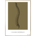 Anatomisk kunstplakat Columna Vertebralis gold grain - eAnatomi