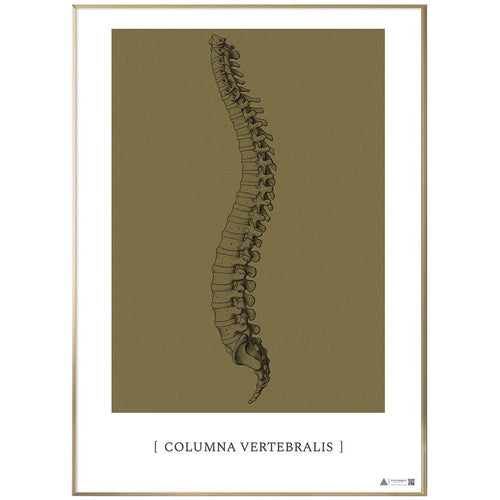 Anatomisk kunstplakat Columna Vertebralis gold grain - eAnatomi