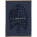 Anatomisk kunstplakat Diaphragm full blue grain - eAnatomi
