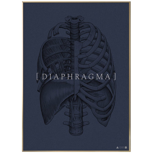 Anatomisk kunstplakat Diaphragm full blue grain - eAnatomi