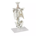 Flexible spine with rib cage, nerves and tripod