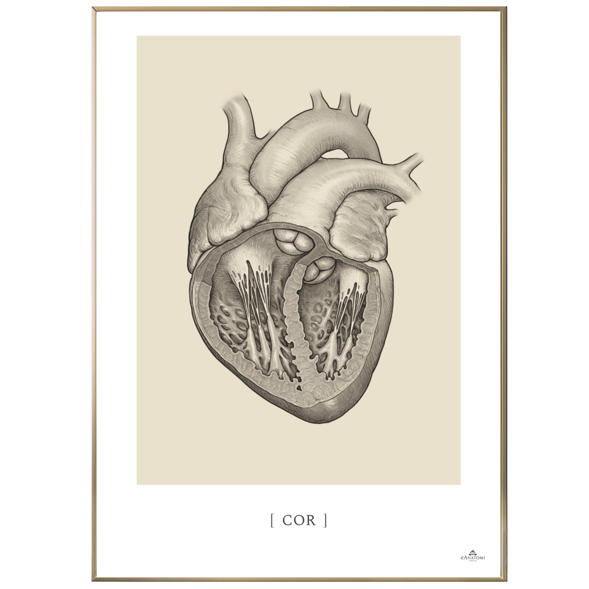 Anatomisk kunstplakat, cor © eAnatomi