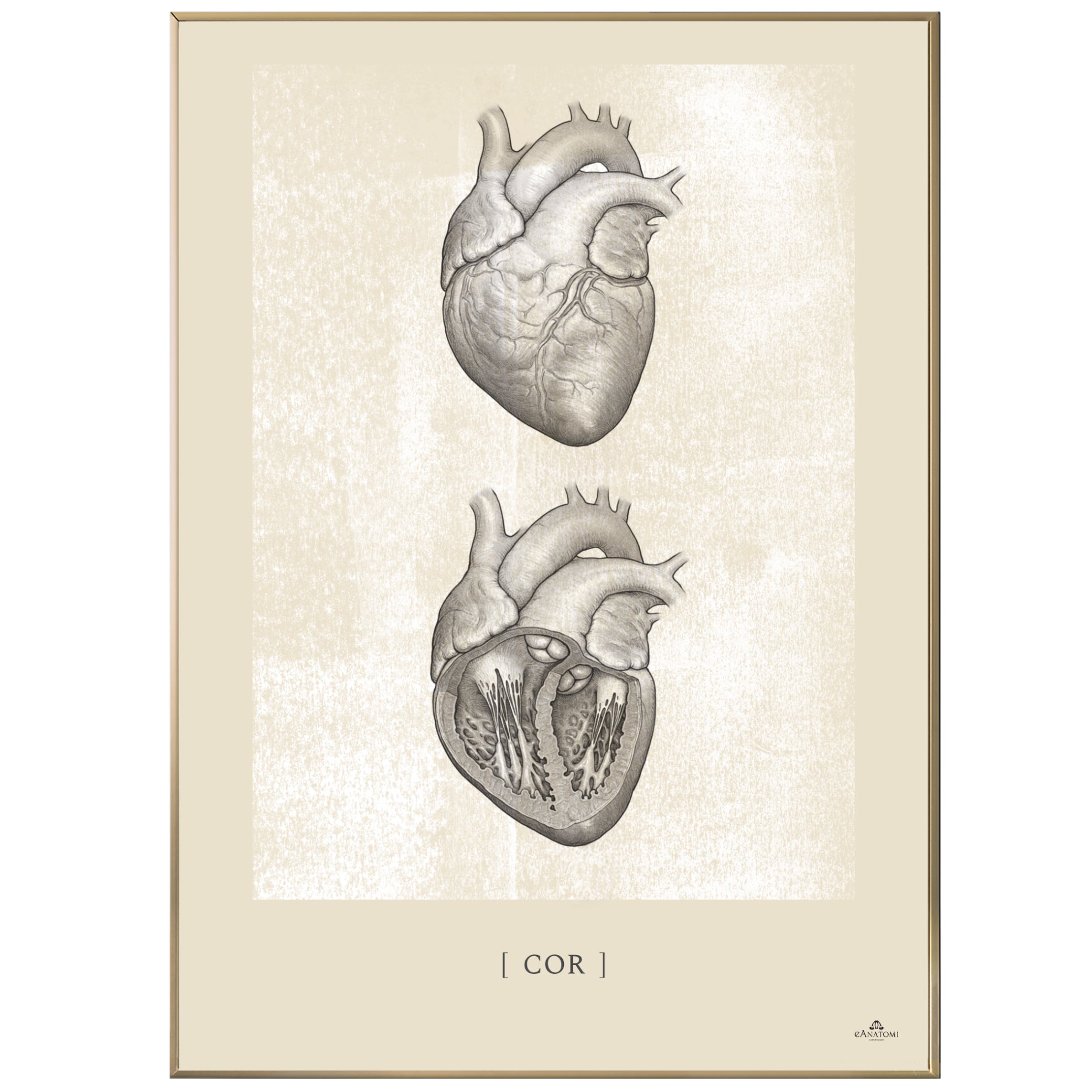 Anatomisk kunstplakat, Cor II white chalk © eAnatomi