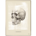 Anatomisk kunstplakat, cranium white chalk © eAnatomi
