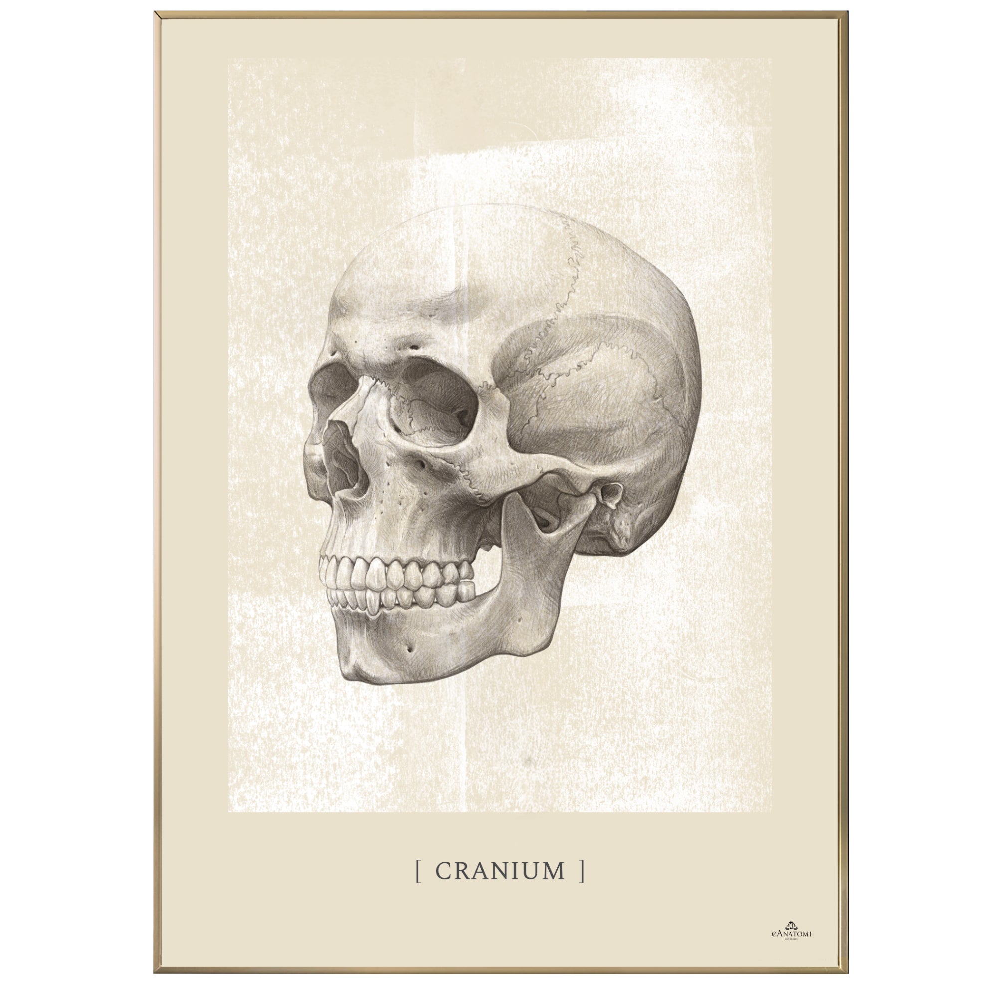Anatomisk kunstplakat, cranium white chalk © eAnatomi