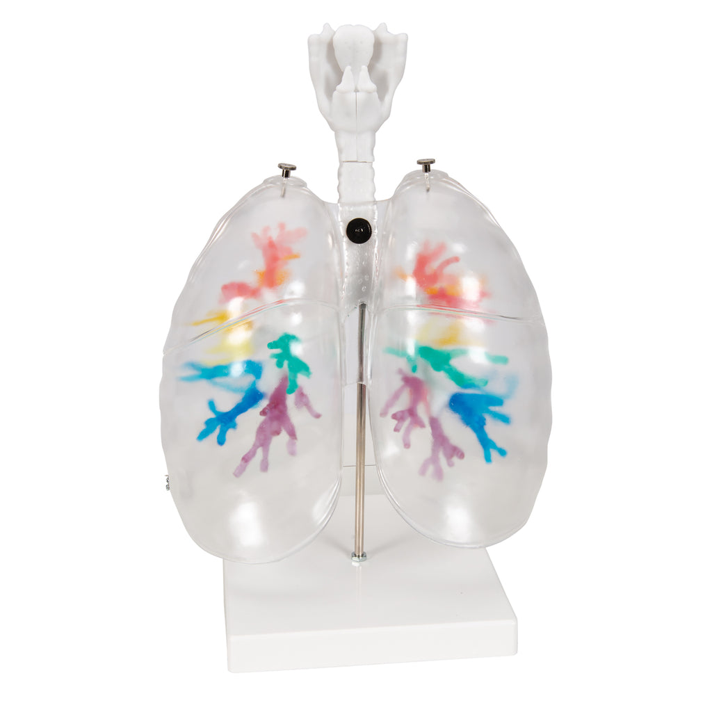 Bronkietræet m. gennemsigtige lunger