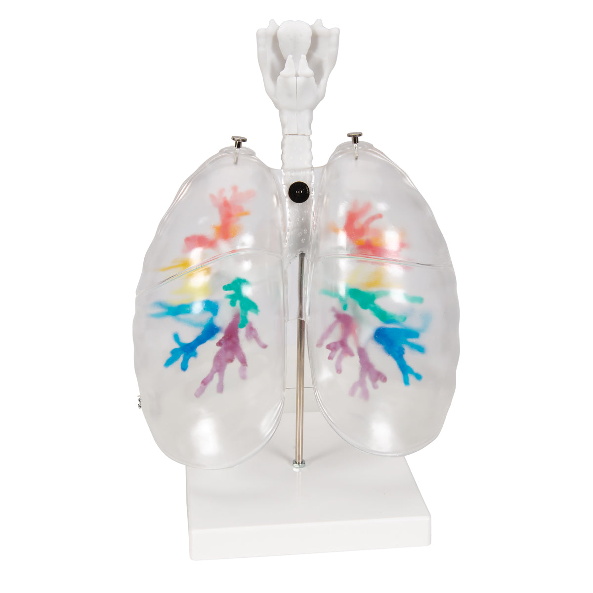 Bronkialträdet med genomskinliga lungor