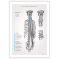 Anatomi plakat - Dybe rygmuskler Monochrome - eAnatomi