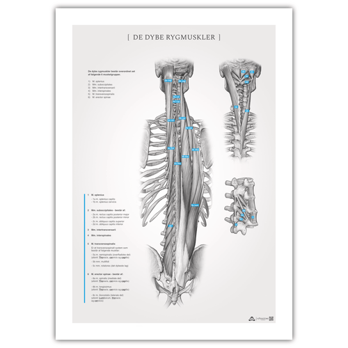 Anatomi plakat - Dybe rygmuskler Monochrome - eAnatomi